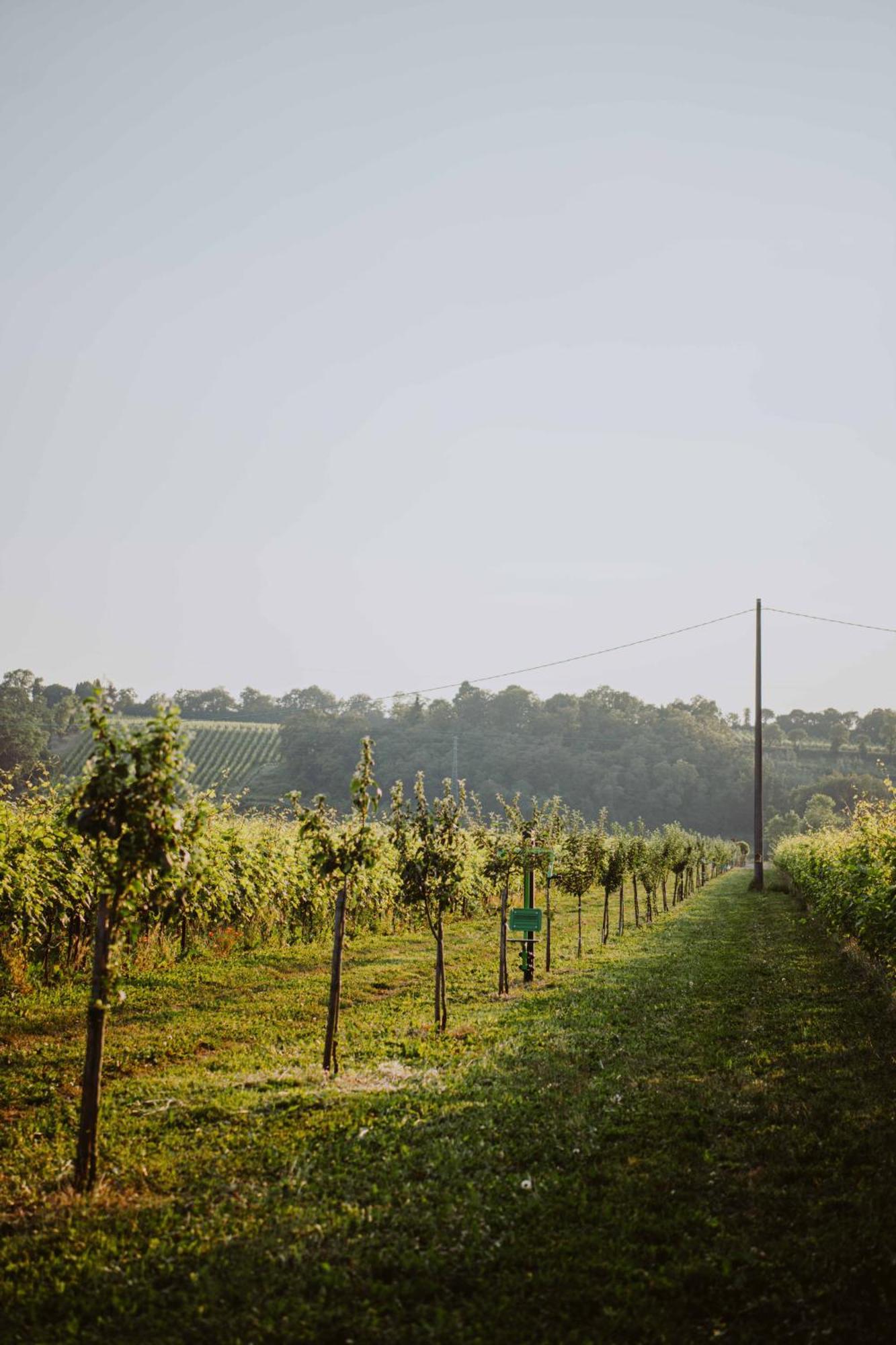 Agriturismo Pratello Padenghe sul Garda Zewnętrze zdjęcie